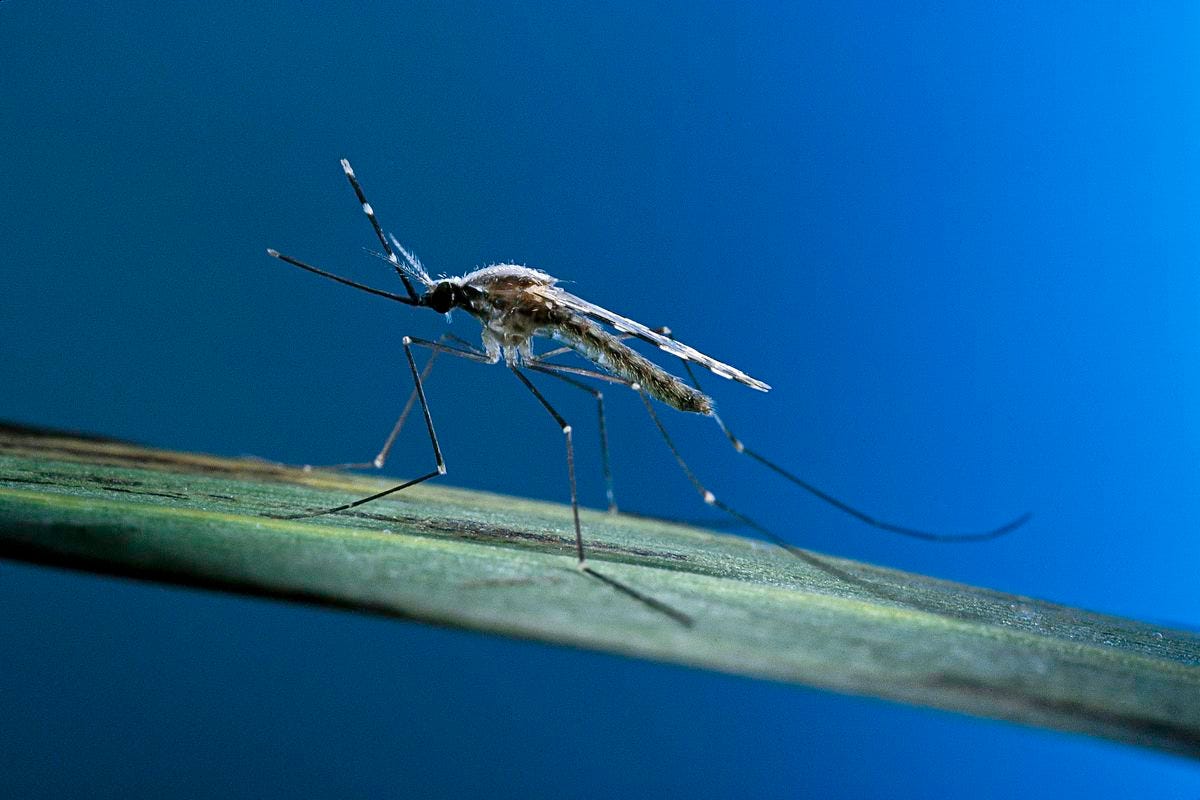A mosquito sitting on a leaf.