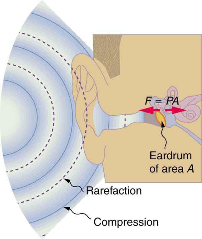 Diagram of an ear is shown with sound wave compressions and rare factions entering the ear as semicircular arcs of bold and dotted lines. The cross section of ear drum marked as A is shown to vibrate to and fro with a force F equals P times A. Diagram of an ear is shown with sound wave compressions and rare factions entering the ear as semicircular arcs of bold and dotted lines. The cross section of ear drum marked as A is shown to vibrate to and fro with a force F equals P times A.