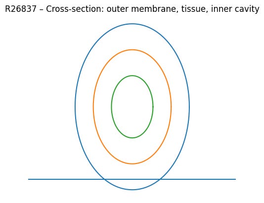 Cross-section – outer membrane, denser tissue layer, inner softer/“cavity” zone, and the support underneath.
