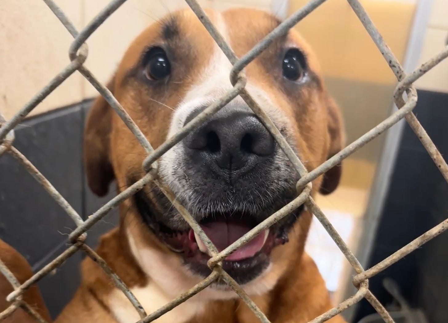 caramel and white colored dog begs for attention in animal shelter caramel and white colored dog begs for attention in animal shelter