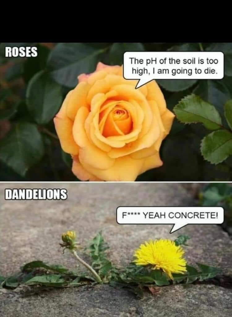 May be an image of flower and text