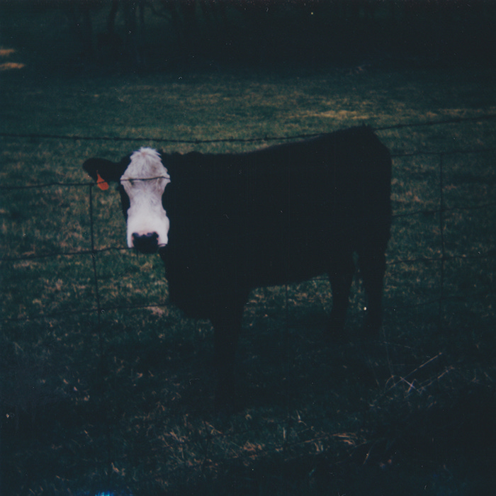 A cow / a drum set / making van coffee / a skeleton 