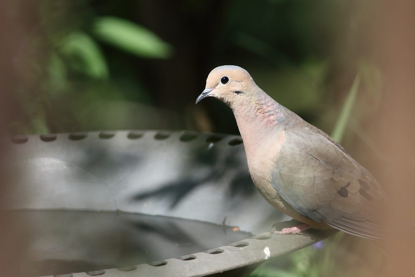 A portrait of a mourning dove, in profile, perched on the edge of a bird bath. The image is from the perspective of the porch, with the vertical, medium-brown wooden balusters creating a  soft-focus frame on both the left and right sides of the image. The dove's head, neck, and breast are pale, rose-beige, and the dove's back and wings are pale gray. There is a patch of shimmering, iridescent pink on the side of the dove's neck.The dove's bill is dark gray and slightly curved. Pale blue rings the dove's round, black eye, which has caught a bit of sunlight. The bright sun illuminates the dove against a background of black shadow and soft focus green leaves.