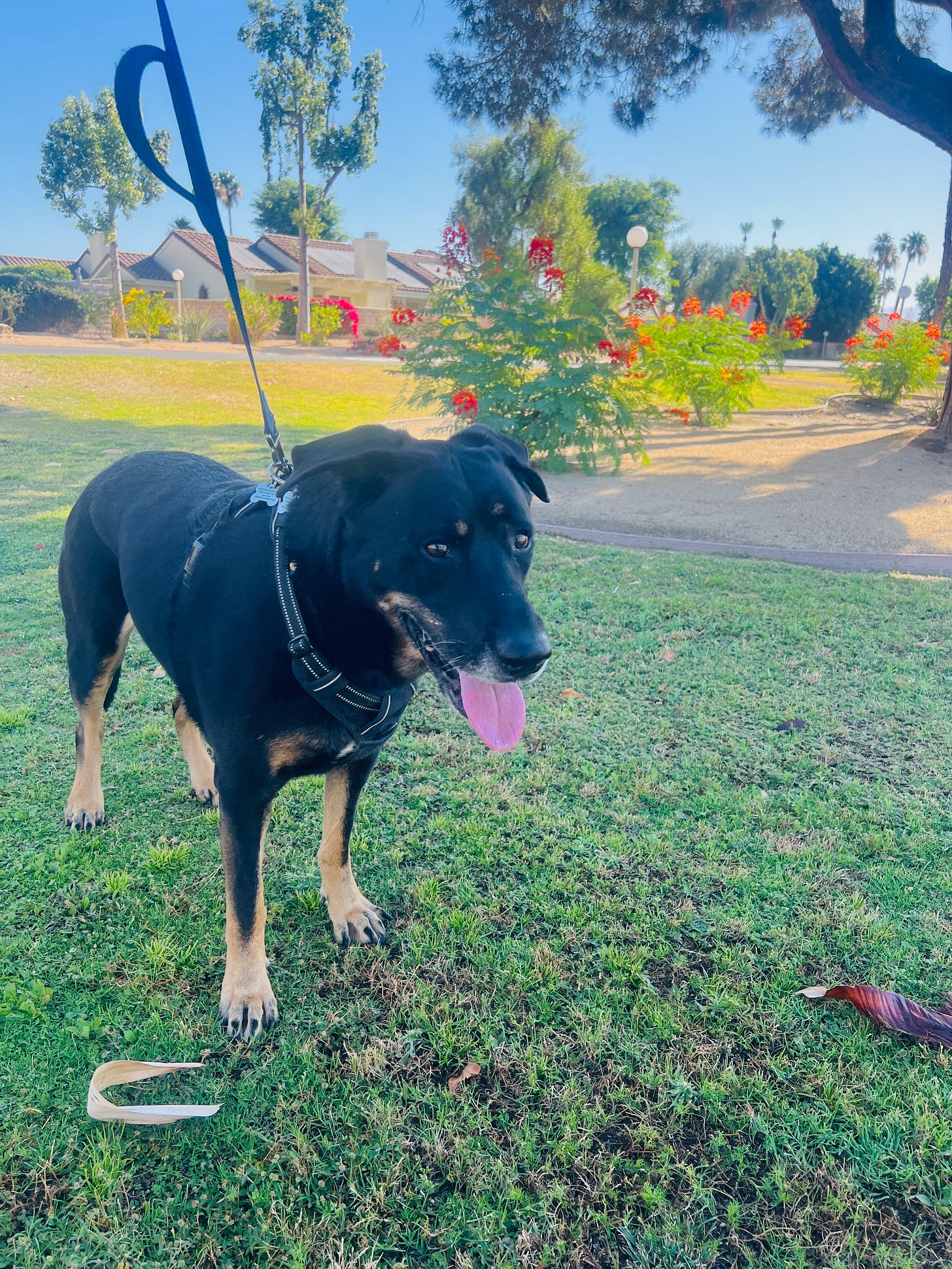 A large black dow on a walk, on a leash, taking in the warmth of the season, happy. A large black dow on a walk, on a leash, taking in the warmth of the season, happy.