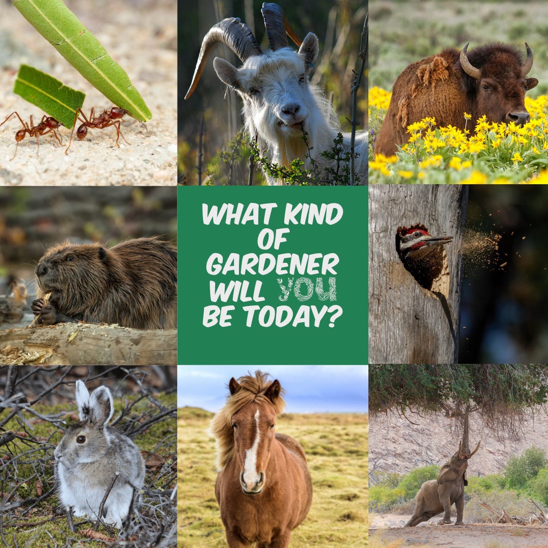 naturalistic garden maintenance