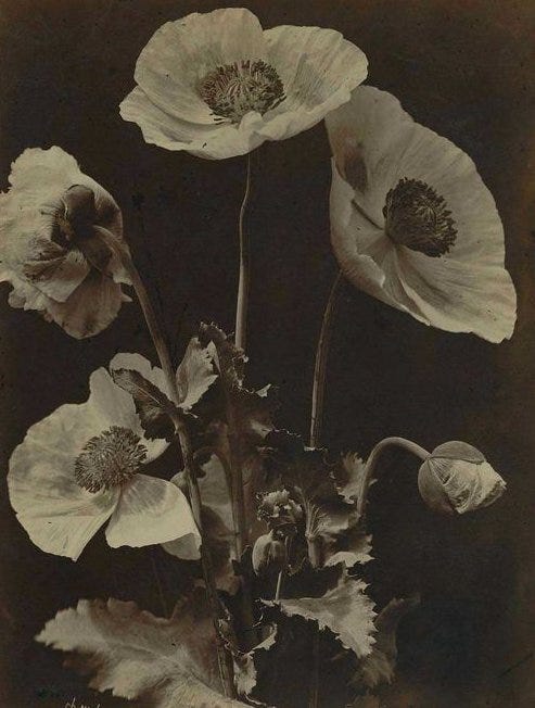 Poppies, Charles Hippolyte Aubrey, 1864