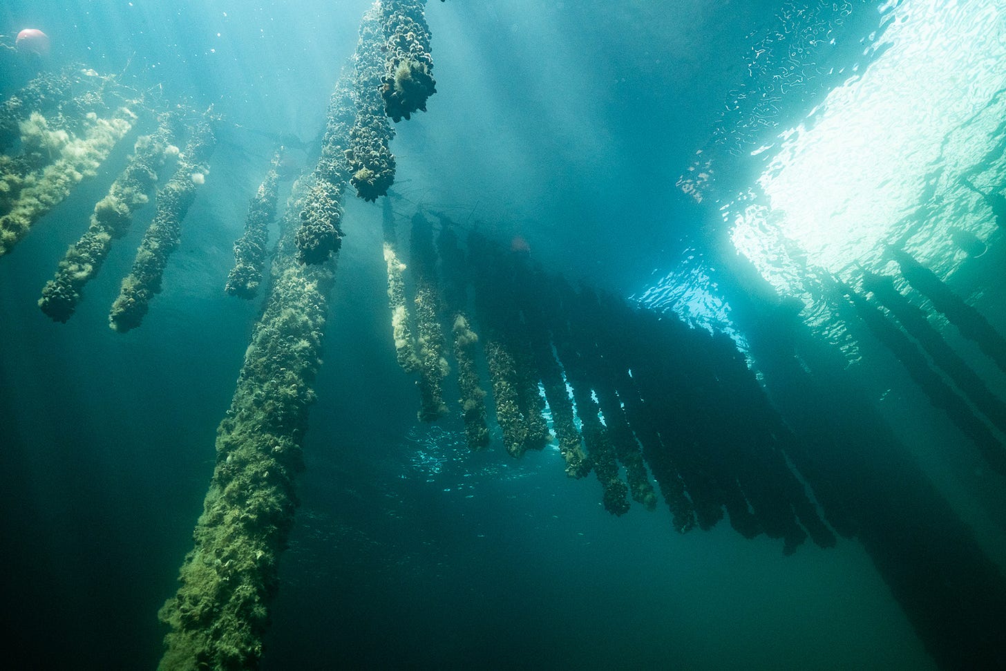 Regenerative ocean farming is trending, but can it be a successful business  model? - Responsible Seafood Advocate