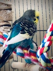 A variety of photos of colorful parakeets