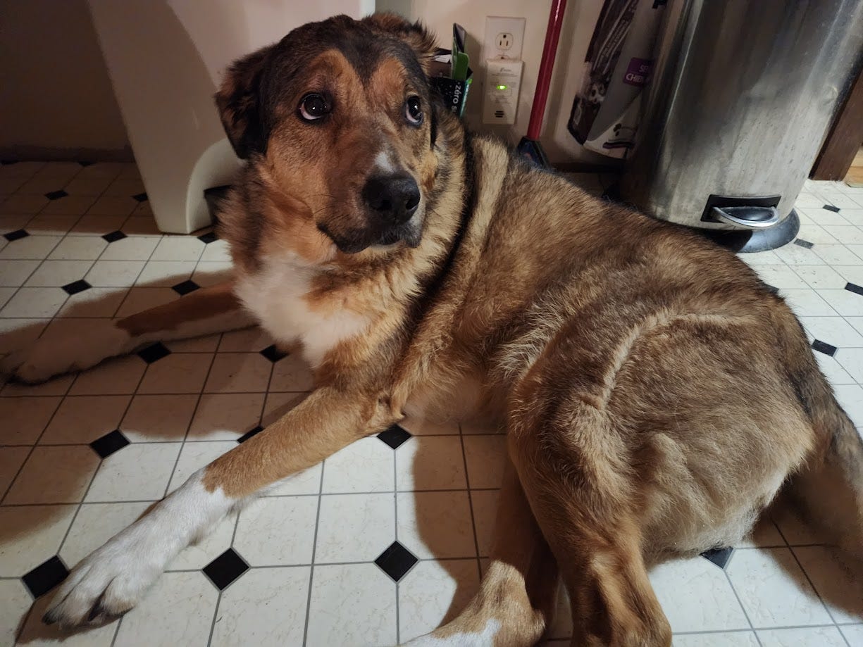 Torvi, looking gormless.