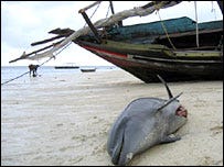 zanzibardolphin zanzibardolphin