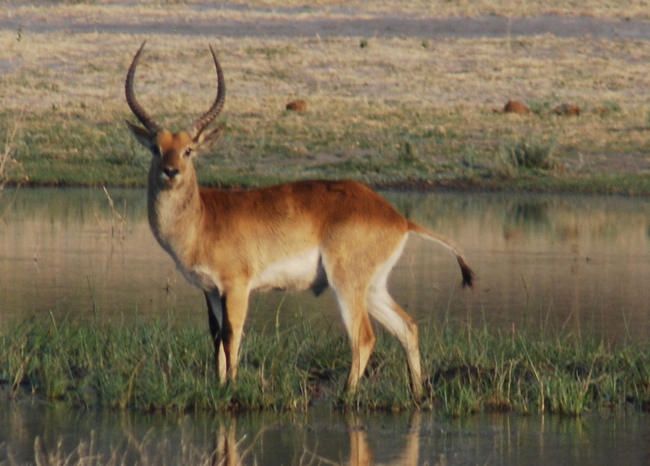 Red Lechwe in the Marsh_1.jpeg