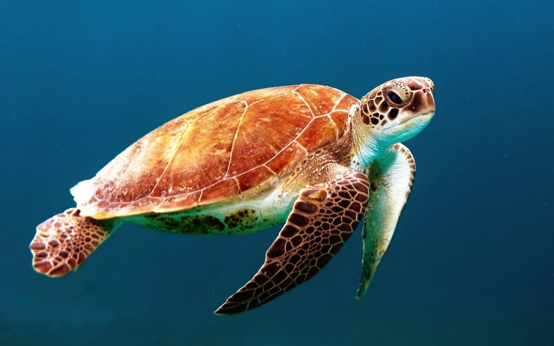 Loggerhead Big The Loggerheads - by Mandy Franklin - Mandy’s Substack