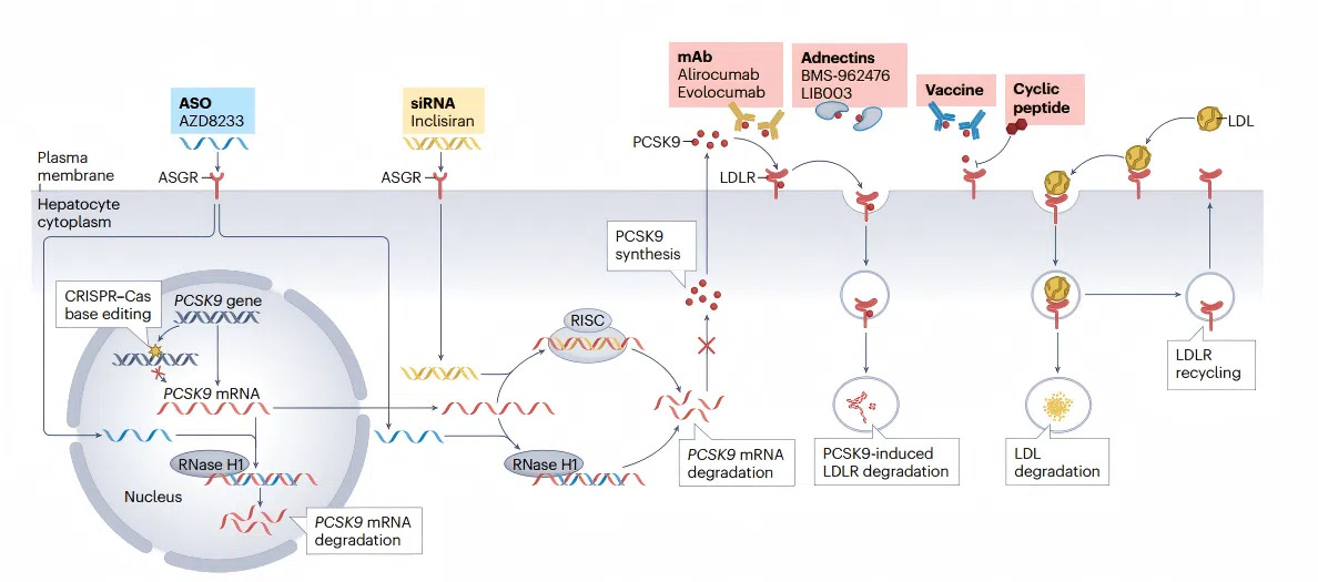 Overview of lipid metabolism pathways Overview of lipid metabolism pathways
