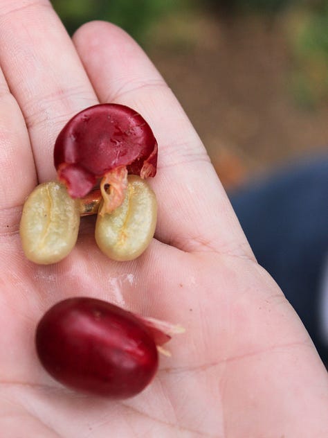 Coffee growing in Nicaragua