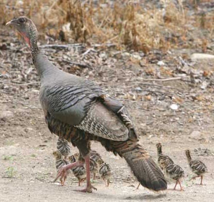This is not representative of a turkey farm This is not representative of a turkey farm