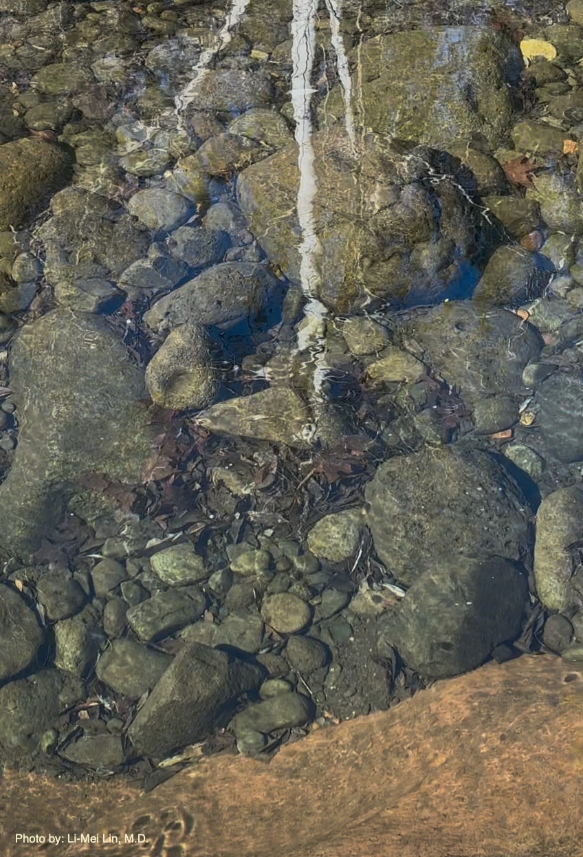 Creek bed stones through clear water by Li-Mei Lin, M.D.