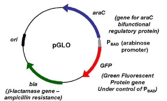 pGLO Transformation Lab: Genetic Engineering with GFP & Ampicillin