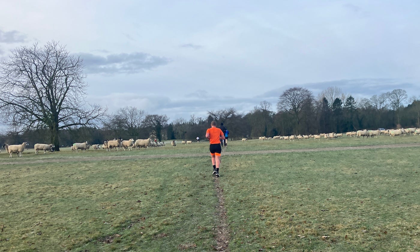 A single runner heads through the middle of two large groups of sheep, in a field