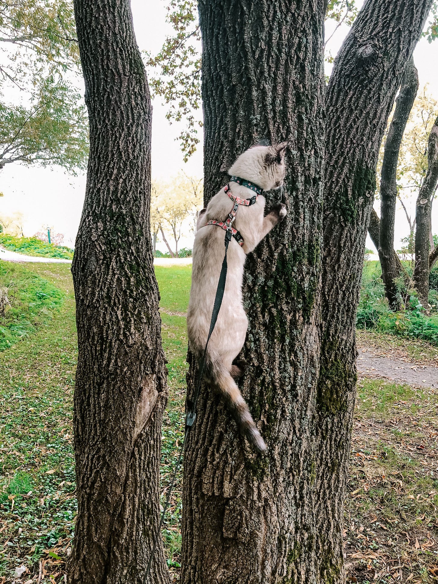 Skye is allowed to climb a tree a short distance from the ground, while wearing a harness and leash. She is clinging happily to the bark. Skye is allowed to climb a tree a short distance from the ground, while wearing a harness and leash. She is clinging happily to the bark.