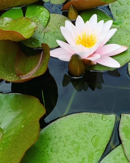 A dark-haired woman sits with a typewriter in a botanical garden, a freshly typed poem sits on a blue vintage trypewriter, a typewriter sits on a table on a rocky beach, a pink lotus flower blossoms in a lily pond