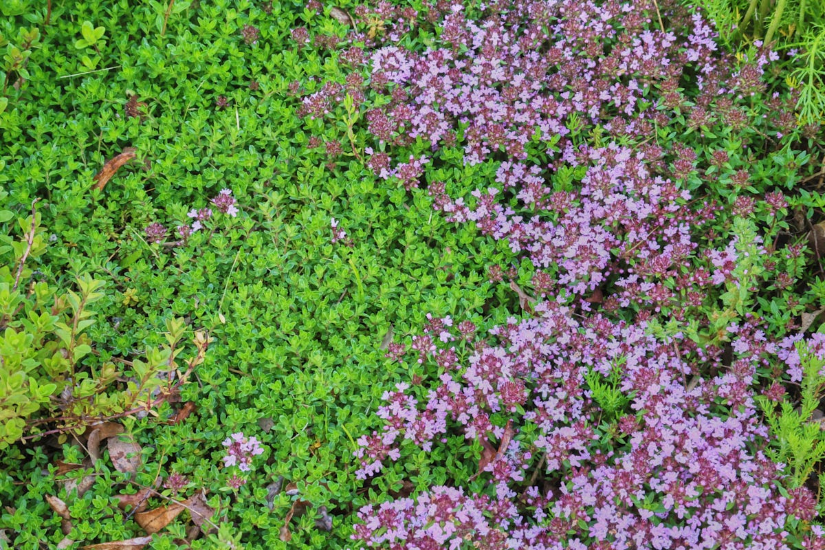 wild, mint, and caraway thyme plants, and a few chamomile plants