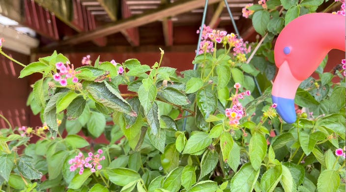 Photo of a plastic flamingo shaped watering can watering some lantana flowers in a hanging basket beneath a deck.