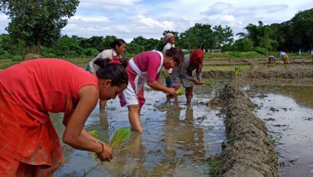 Explained: What is MSP and how prices for Kharif crops changed in last 10  years-India News , Firstpost