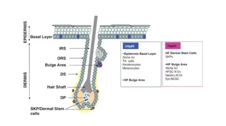 The impact of sleep disruption on hair growth The impact of sleep disruption on hair growth