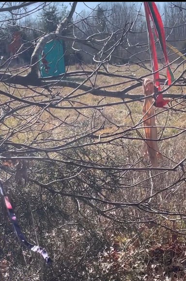 tree branches with brightly colored cloths tied to their branches