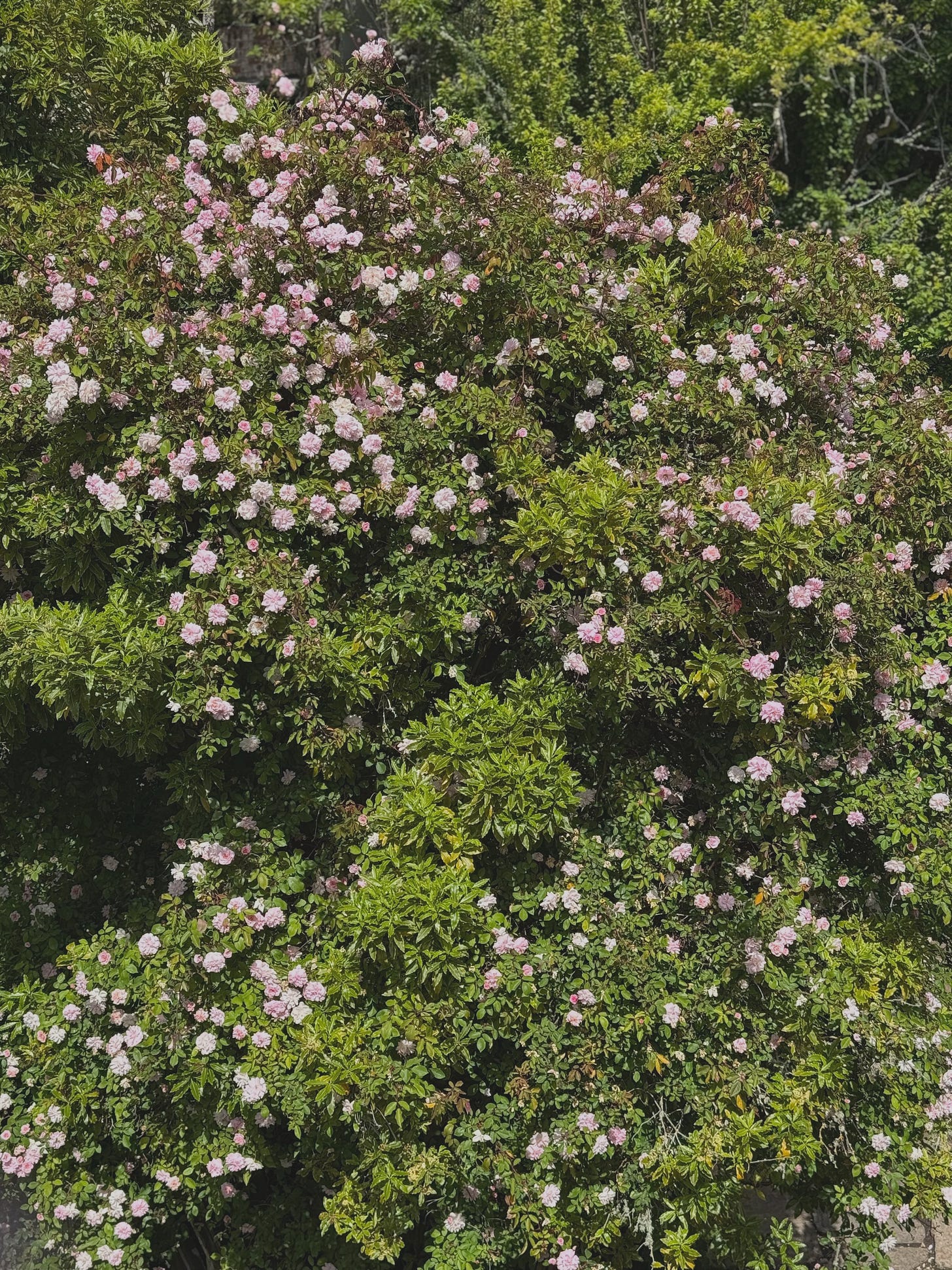 Wall of green bushes filled with light pink roses.