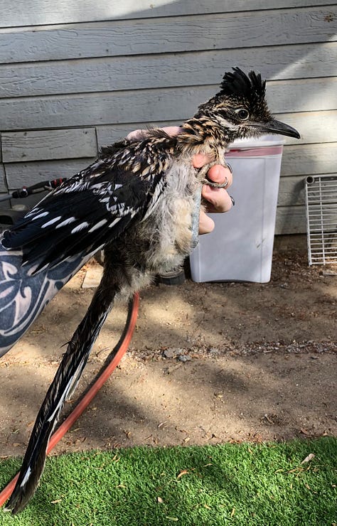 Photos of a roadrunner being dried off by a towel and held by a human