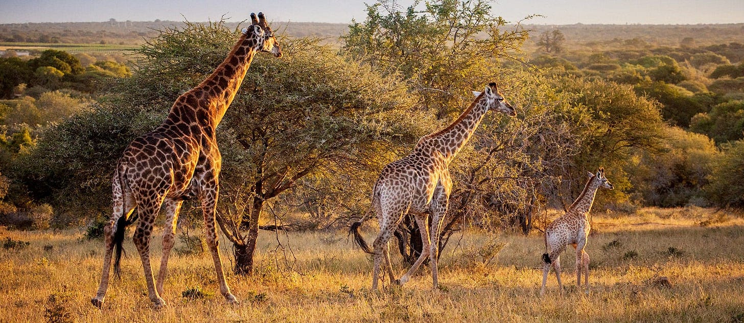 Girafes <span class="iconos separador"></span> Parc national Kruger <span class="iconos separador"></span> Afrique du Sud