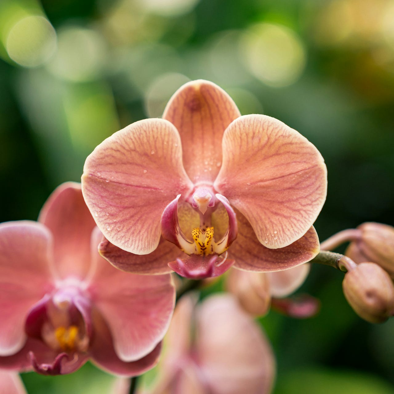 sensitive coach's pHiloSoPhy by Gillian Gabriel