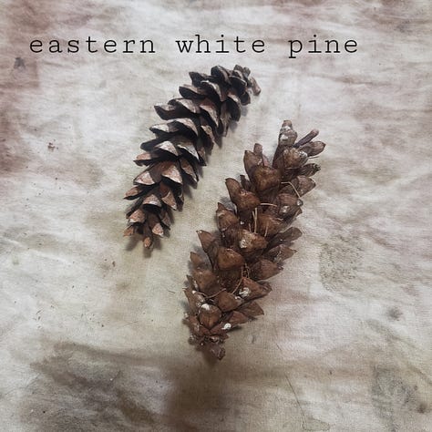 photos of different cones, with the names of the trees they came from