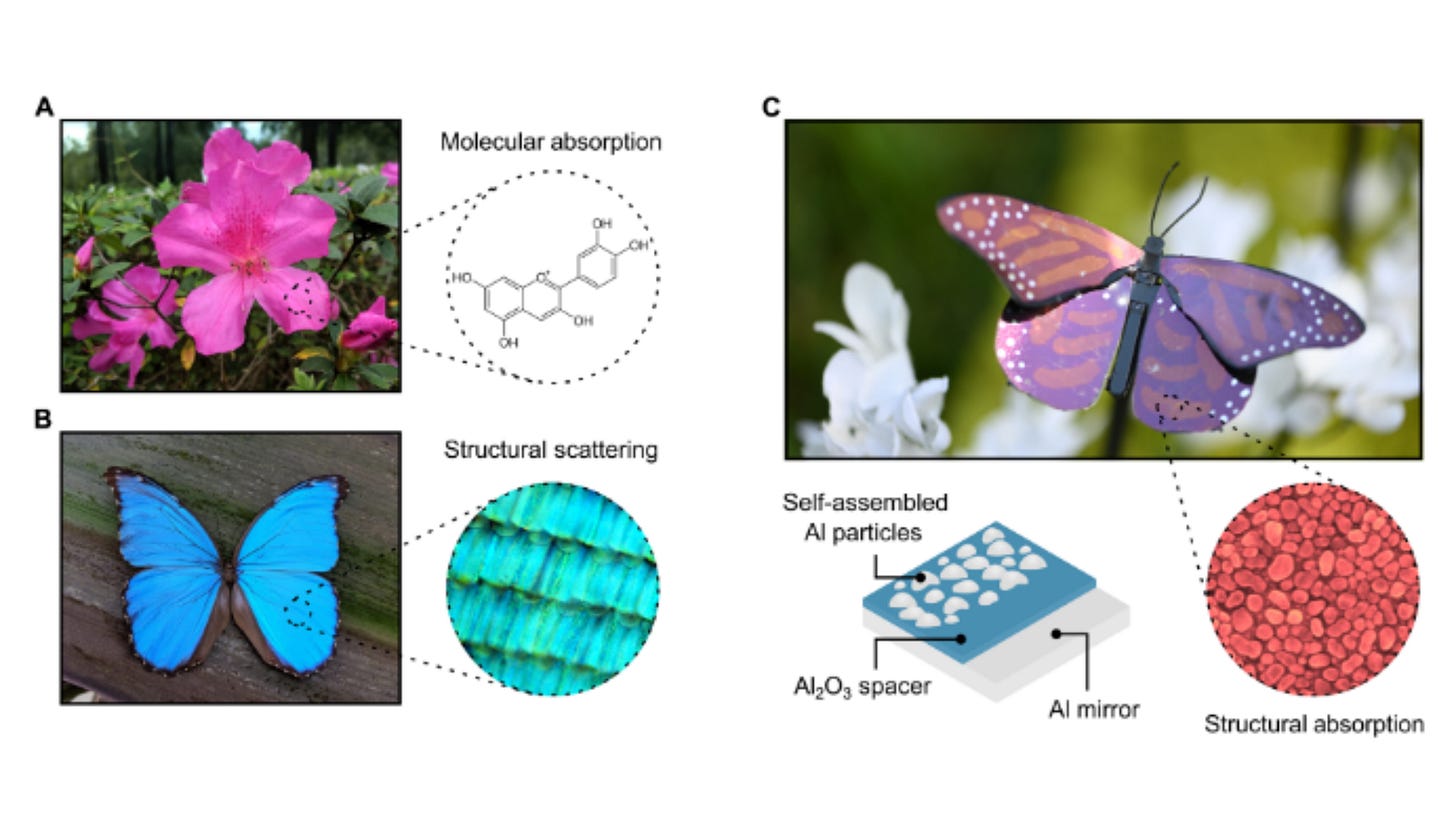 Inspired by butterflies, researcher invents new paint that has no pigments Inspired by butterflies, researcher invents new paint that has no pigments