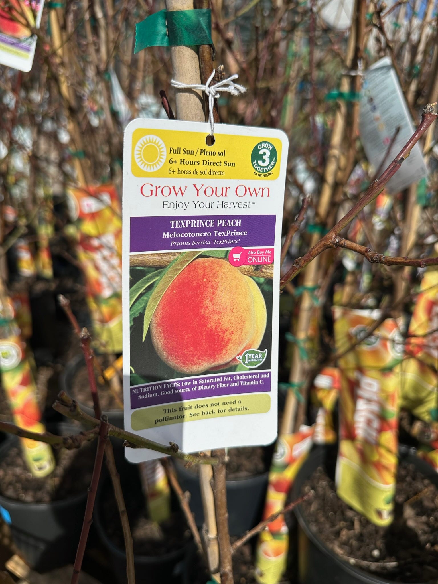 Backyard Peaches and the Legacy They Left Behind