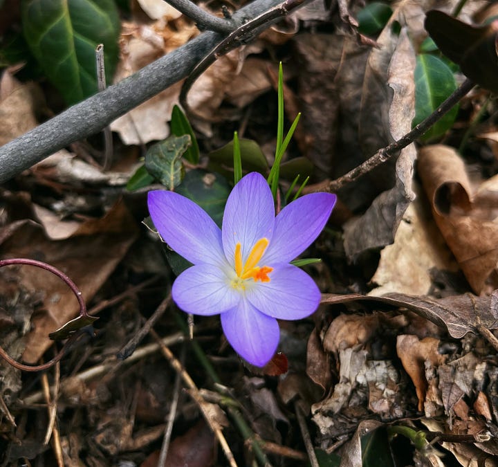 Purple woodland crocuses