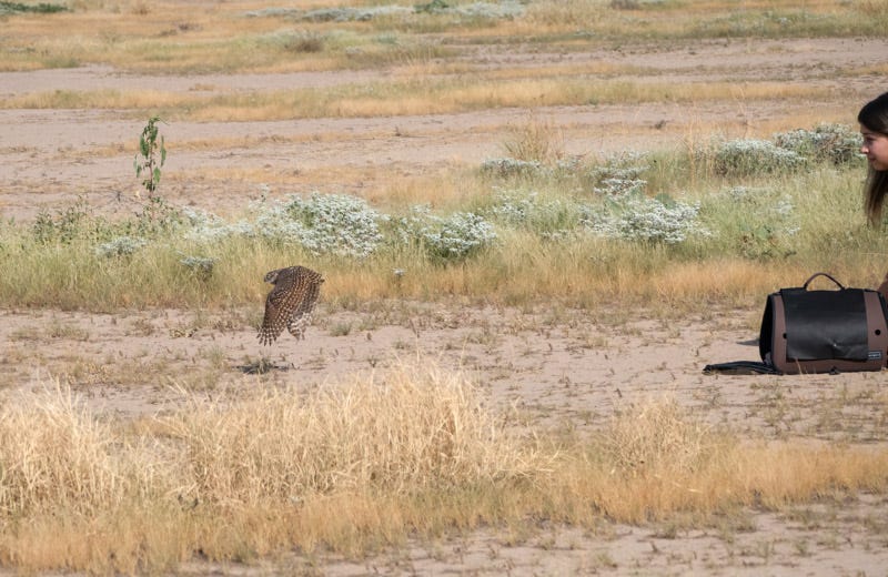 20260825-BurrowingOwl-10-Edit.jpg 20260825-BurrowingOwl-10-Edit.jpg