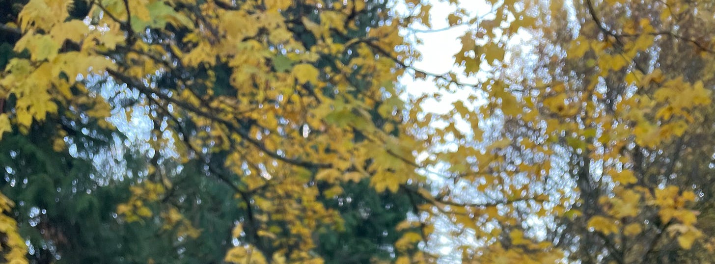 Yellow leaves still hanging onto a tree in the fall.