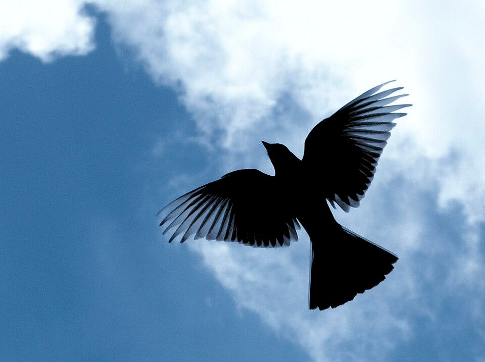 File:Bird silhouette flying in the sky.jpg File:Bird silhouette flying in the sky.jpg