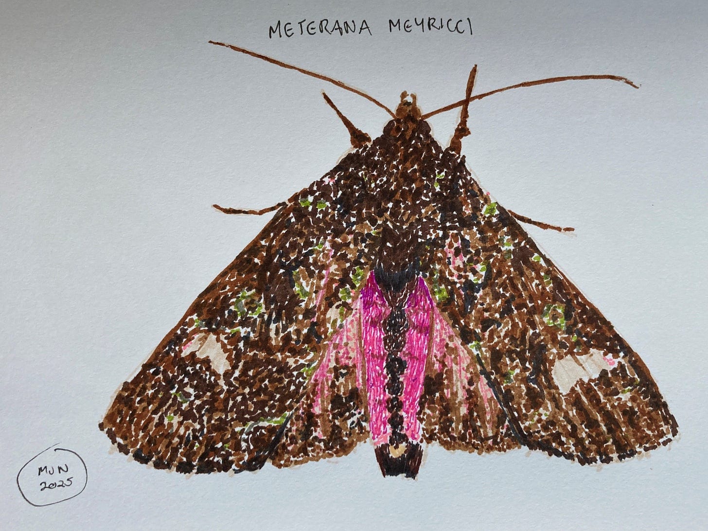 A felt pen drawing of a brown, mottled moth with a few green spots, underwings and body dark pink, Meterana meyricci