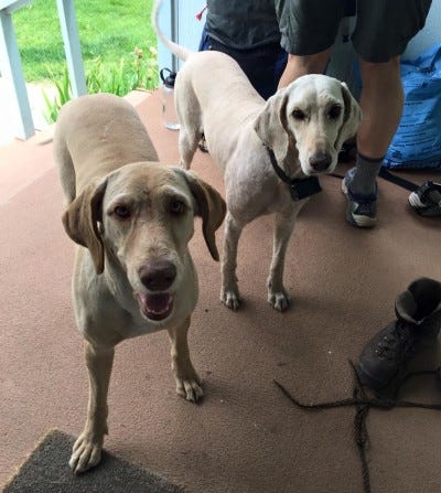the 2 labradoodles the 2 labradoodles