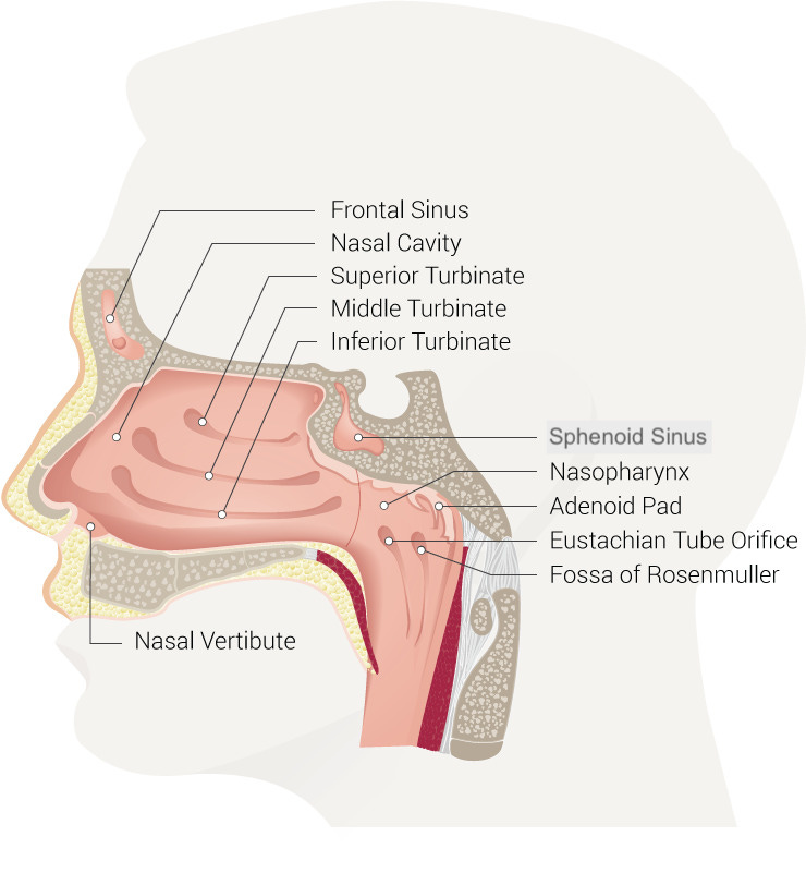 Nasal Cavity