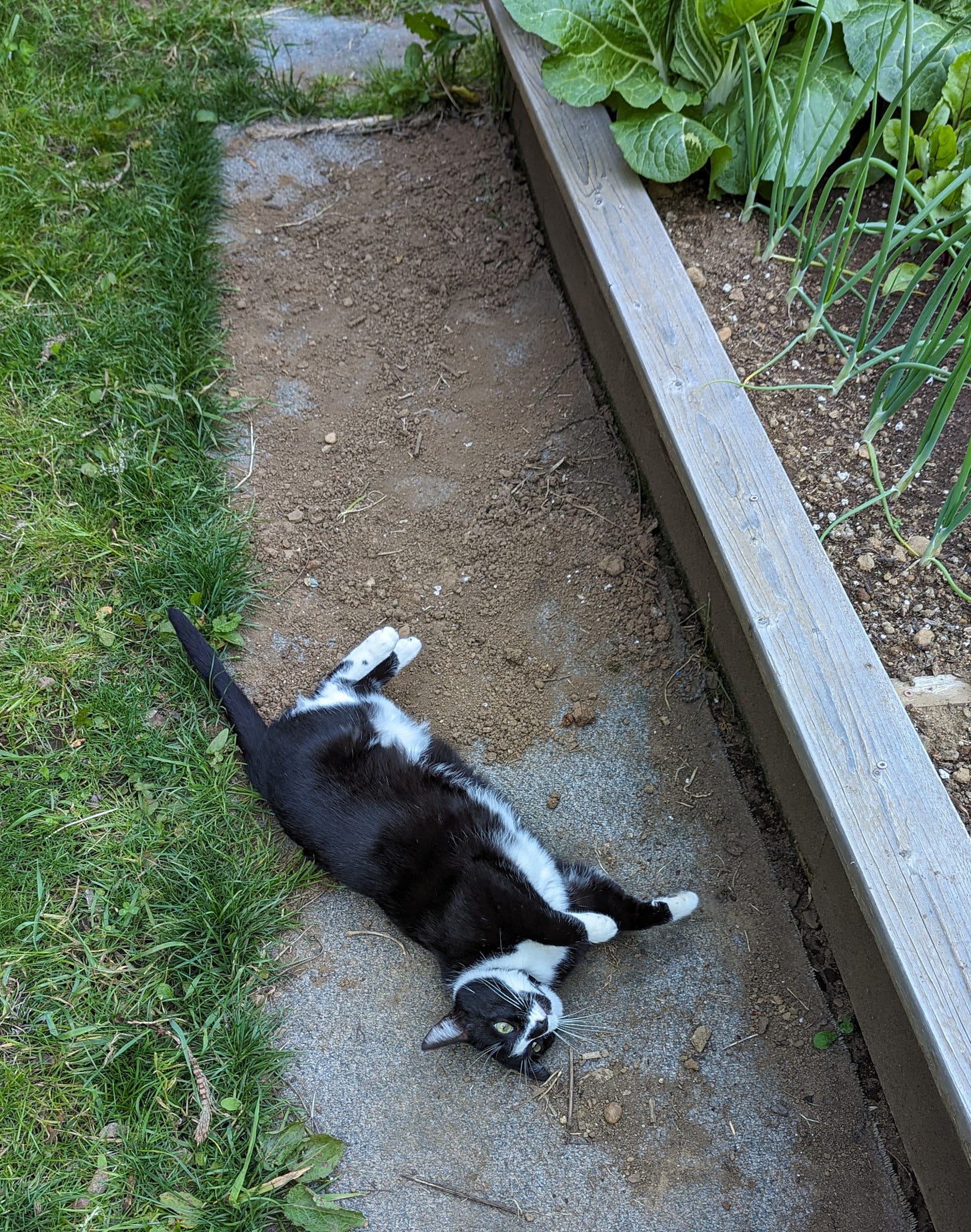 My black and white cat Cricket, sprawled between the garden beds