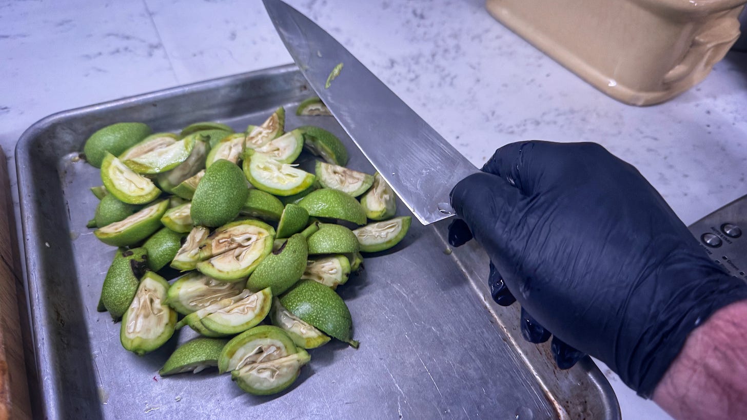 A nitrile-gloved hand holds a knife over a sheet pan of quartered green walnuts A nitrile-gloved hand holds a knife over a sheet pan of quartered green walnuts