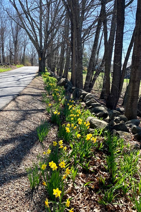 A view of early-spring flowers and maple trees.