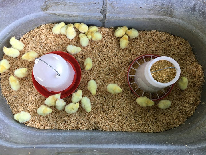 hicks on dock at USPO, brooder setup, chicks installation