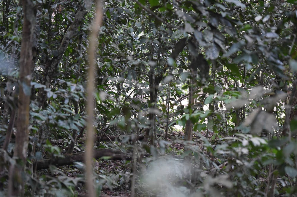 First glimpse at elephants
