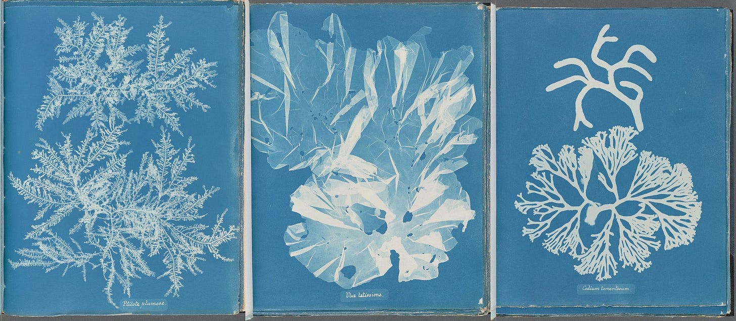 Out of the Blue: the Cyanotypes of Anna Atkins | by Bronwen Scott | Medium