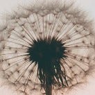 Writing with Plants and Flowers
